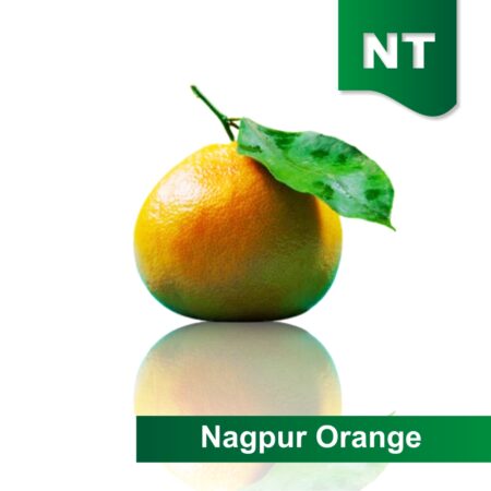 Nagpur Orange (12 Pisces)